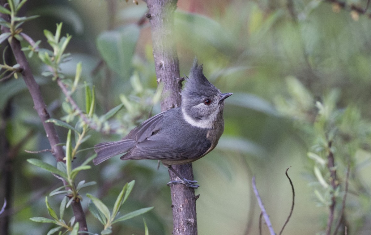 Gray-crested Tit - ML450381321