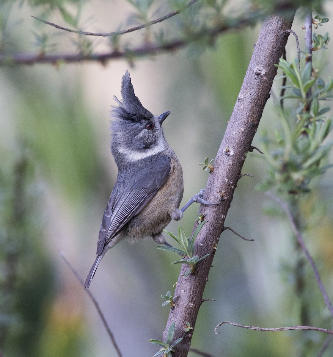 Gray-crested Tit - ML450381351