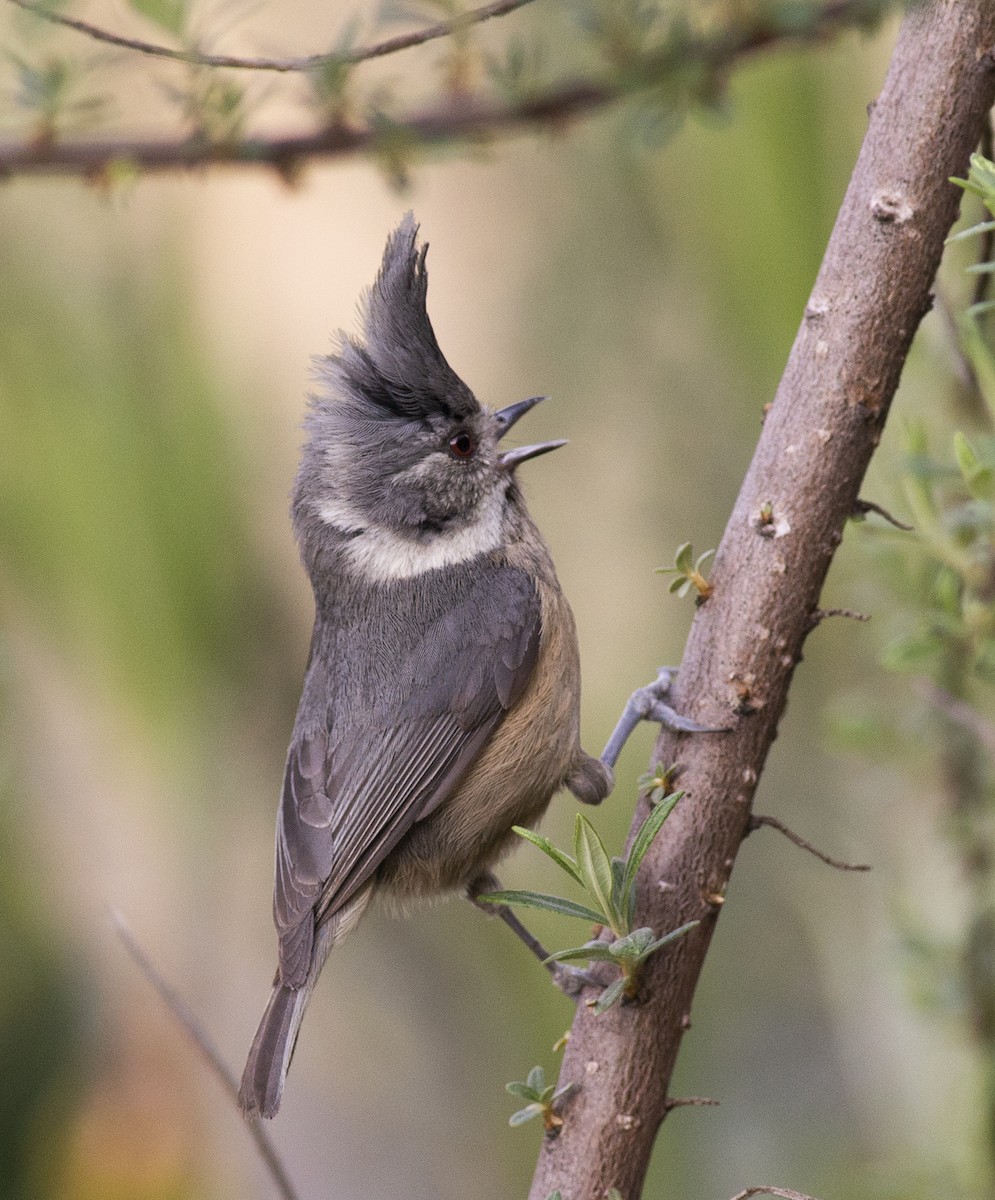 Gray-crested Tit - ML450381381