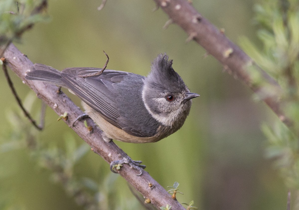 Gray-crested Tit - ML450381481