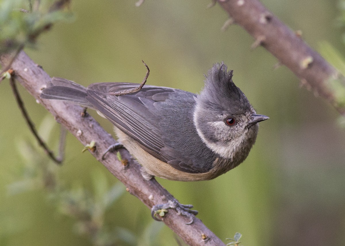Gray-crested Tit - ML450381521