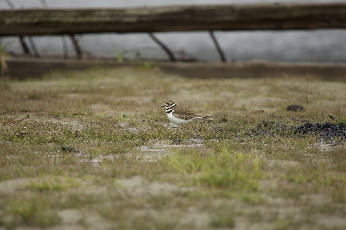 Killdeer - ML450384271