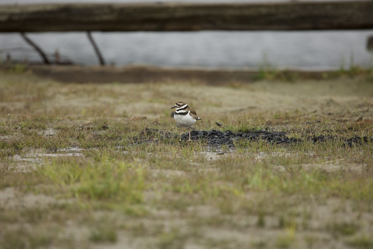 Killdeer - ML450384281