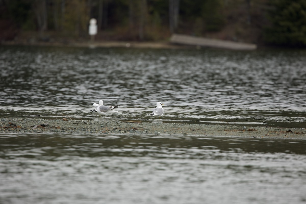 Short-billed Gull - ML450384511