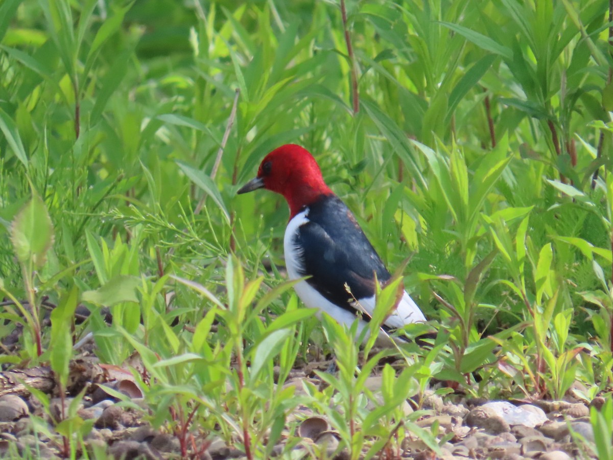 Red-headed Woodpecker - ML450385601