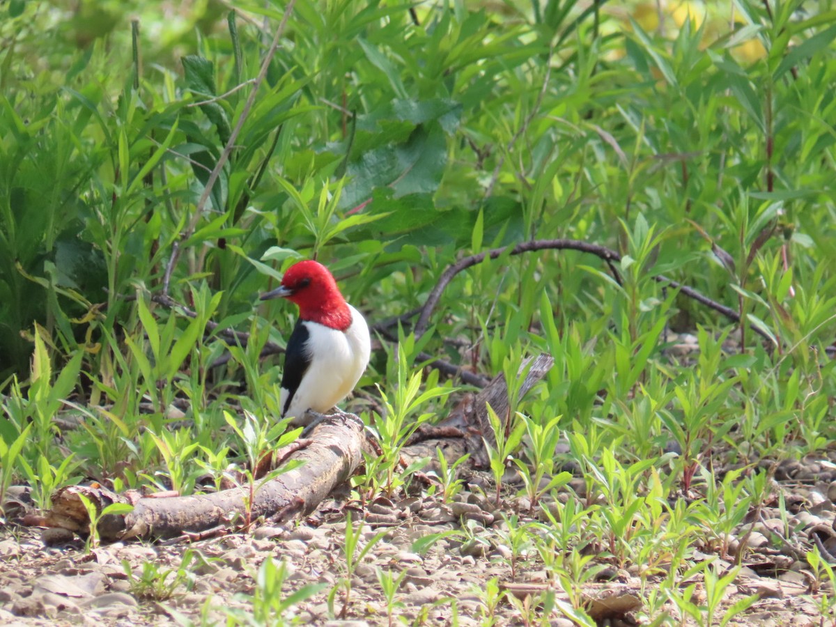 Red-headed Woodpecker - ML450385621