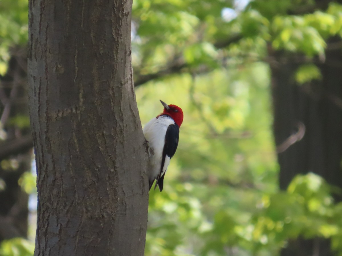 Red-headed Woodpecker - ML450385631