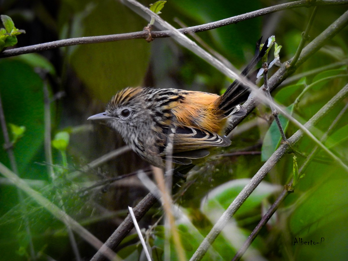 Klages's Antbird - ML450385891