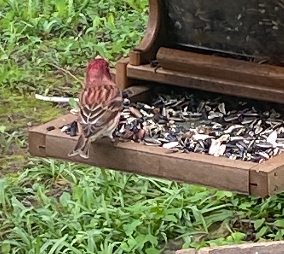 Purple Finch - Todd Ward