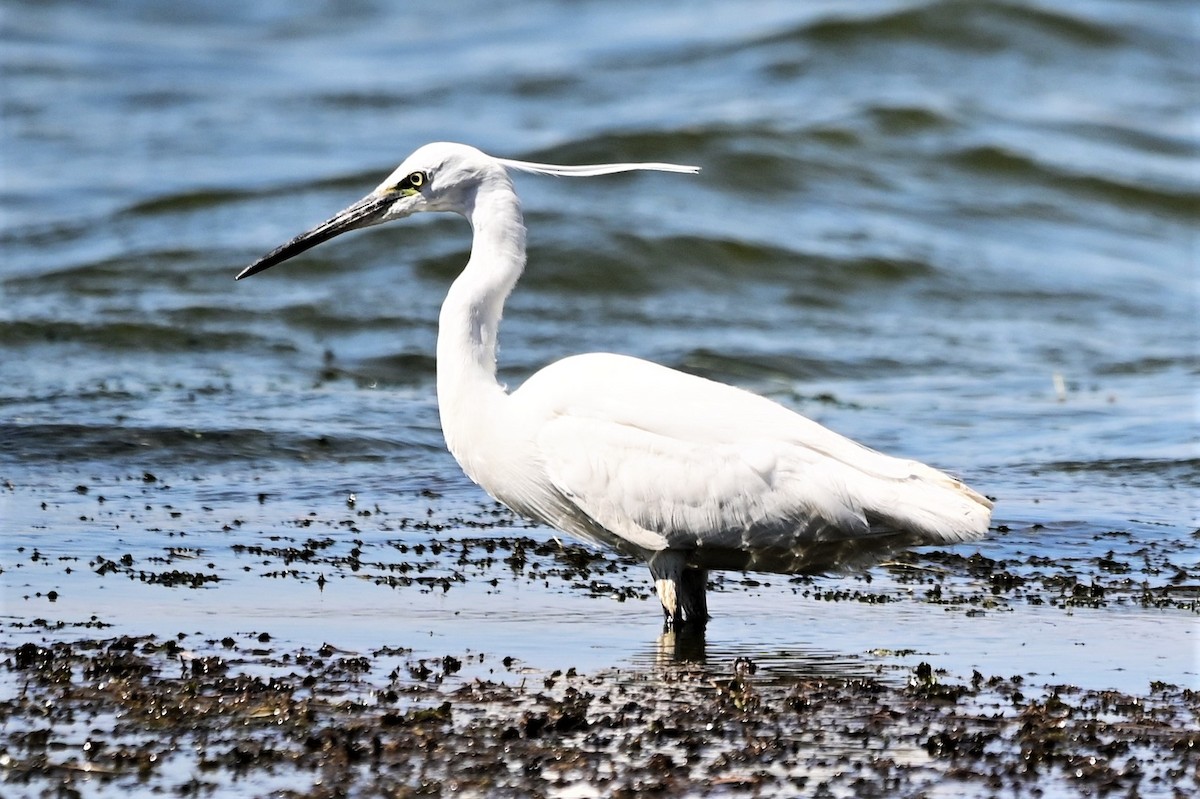 Little Egret - ML450387501