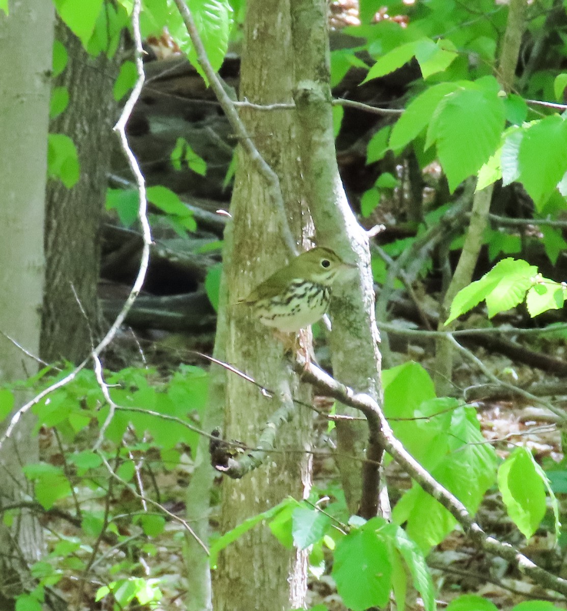 Ovenbird - ML450387631