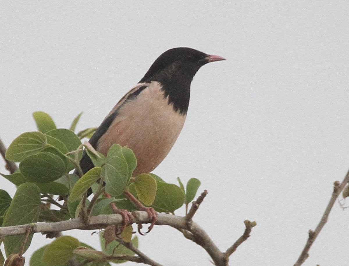 Rosy Starling - ML450387931