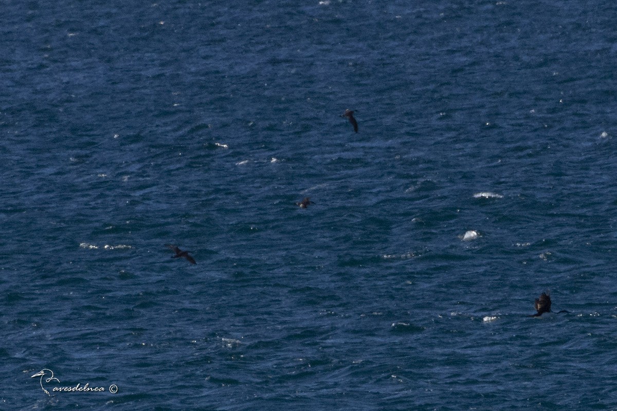 Great Shearwater - ML450388131