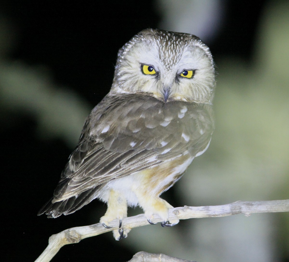 Northern Saw-whet Owl - Randy Pinkston