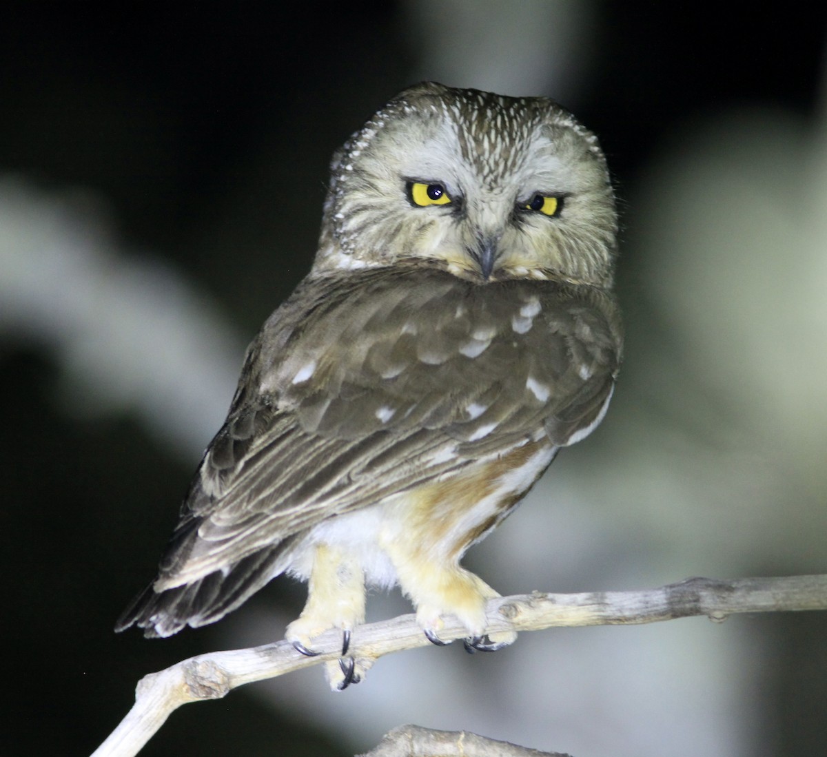 Northern Saw-whet Owl - ML450389861