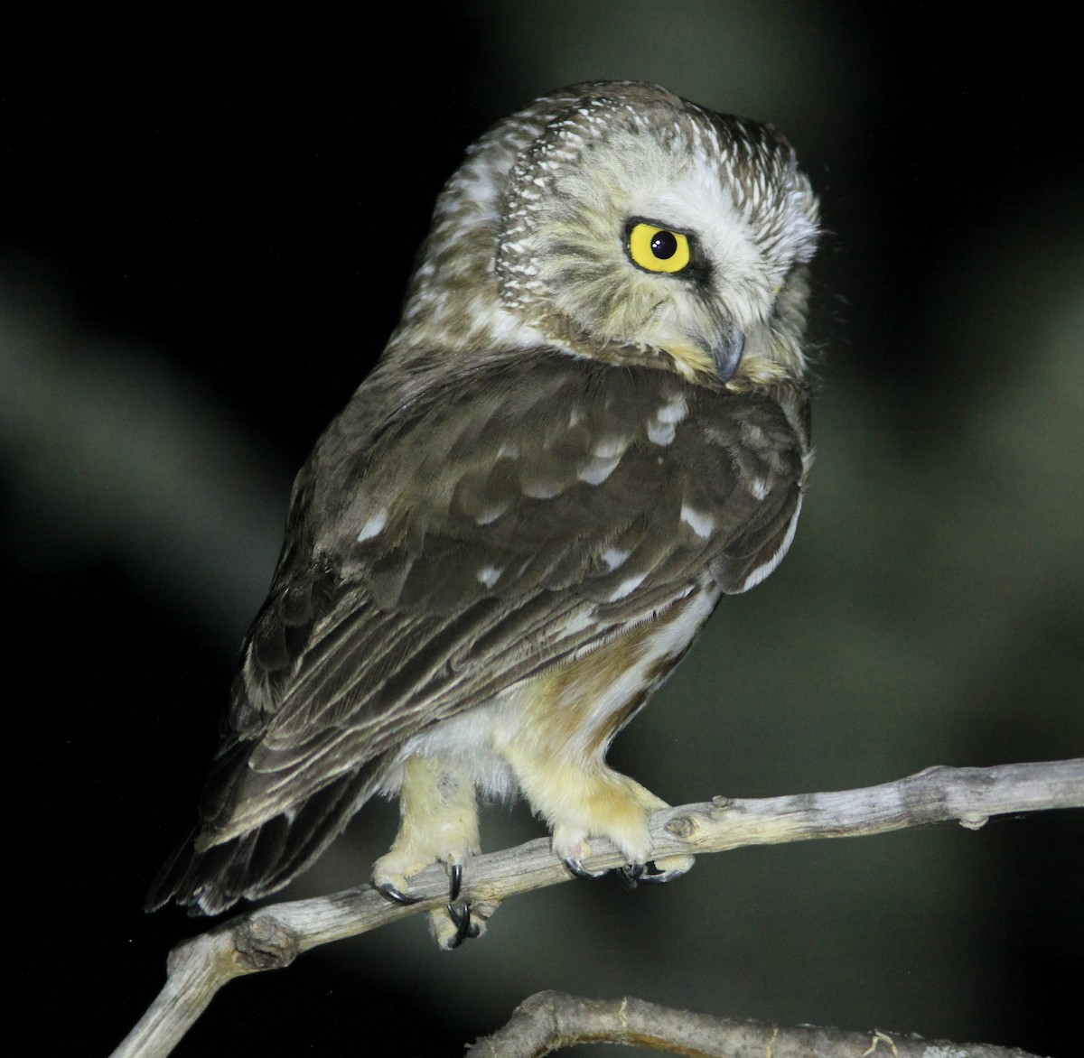 Northern Saw-whet Owl - ML450390021