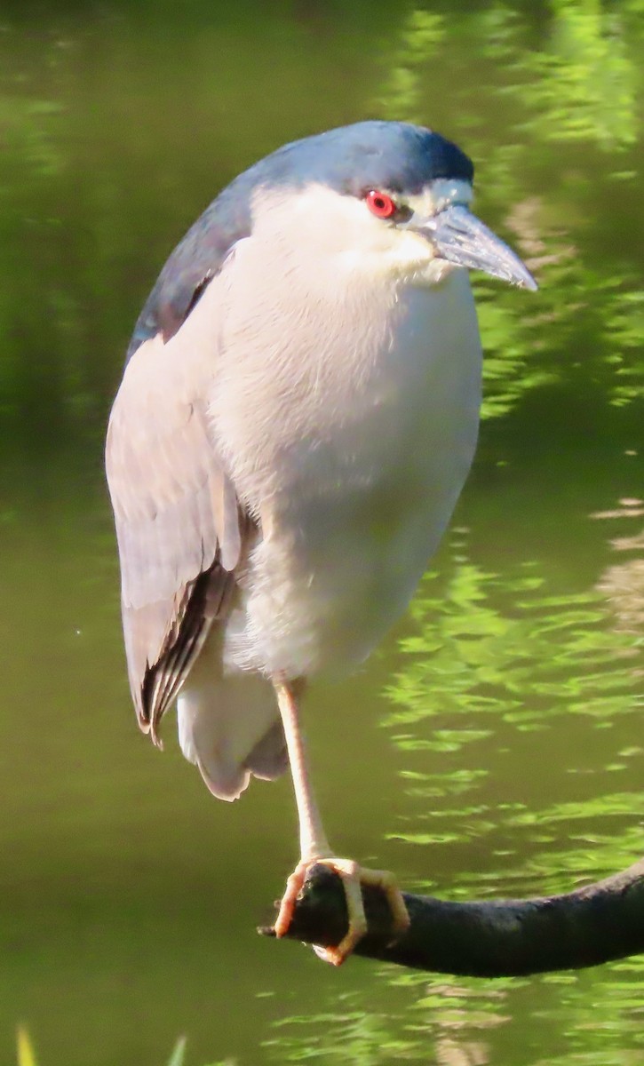 Black-crowned Night Heron - Randy Shonkwiler