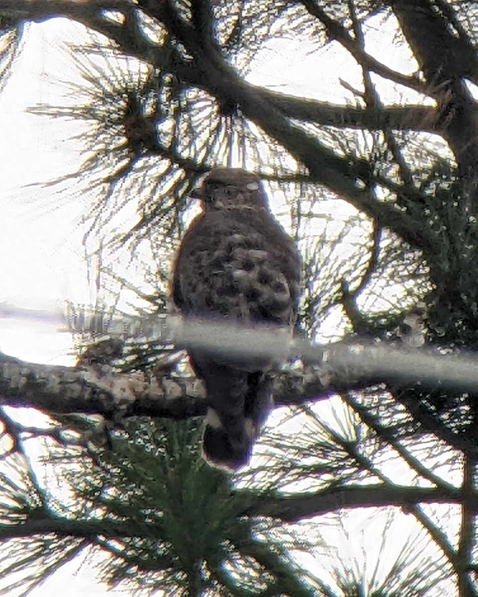 Broad-winged Hawk - ML450390781