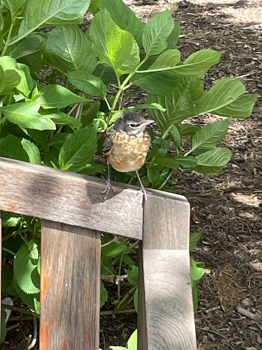 American Robin - ML450390901