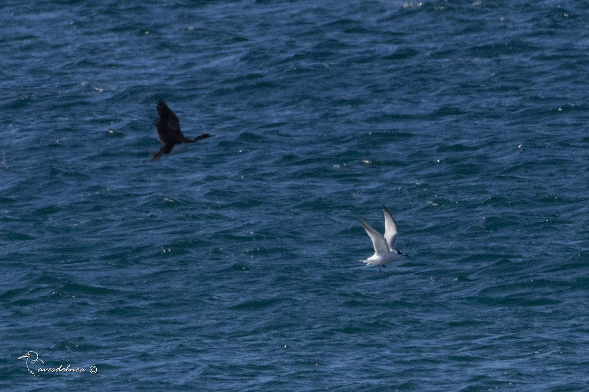 Common Tern - ML450390911