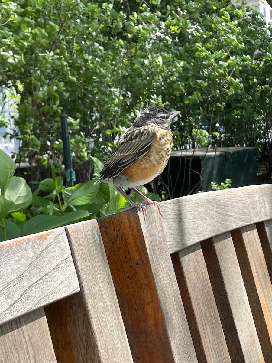 American Robin - ML450390921