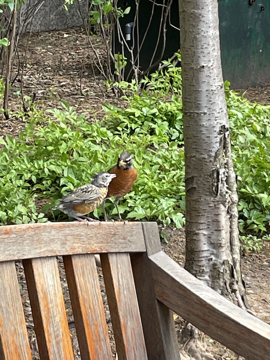 American Robin - ML450390931