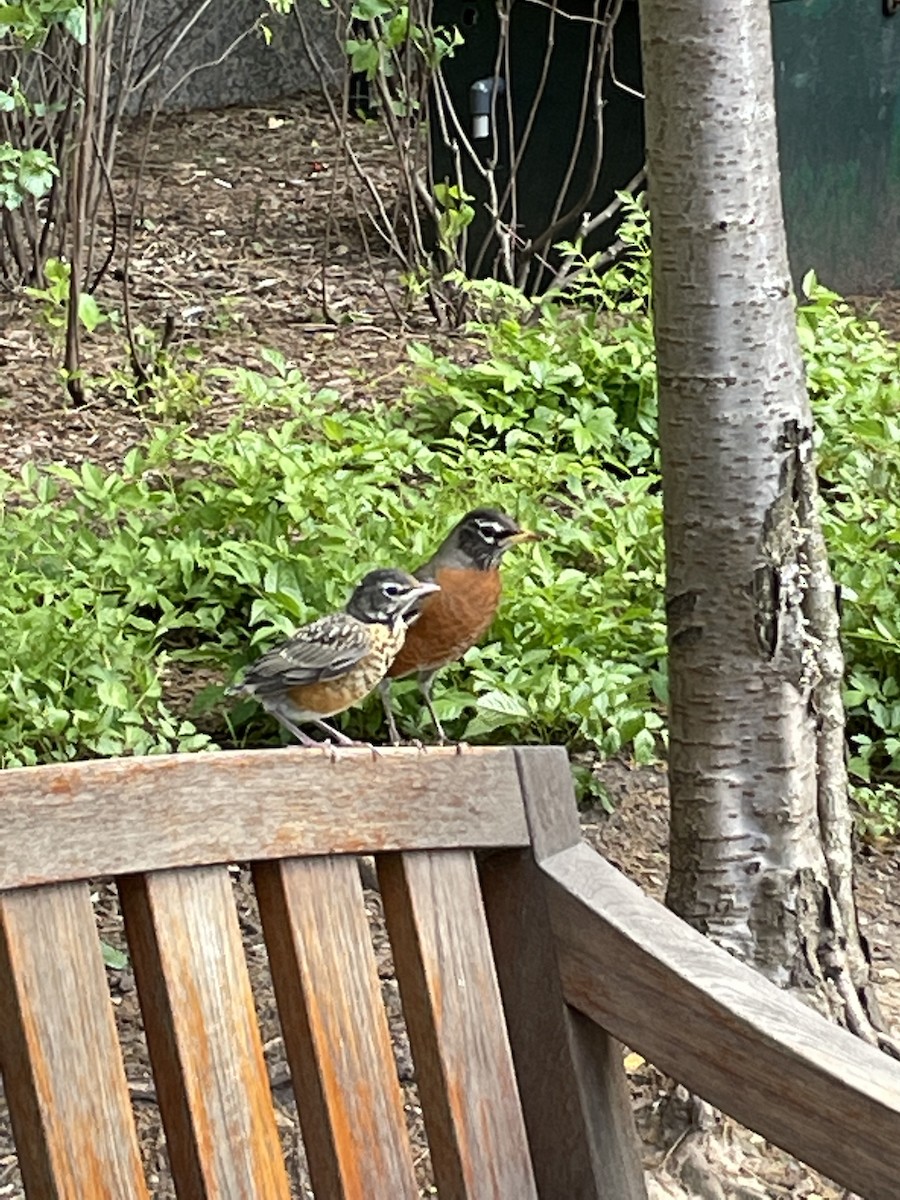 American Robin - ML450390941