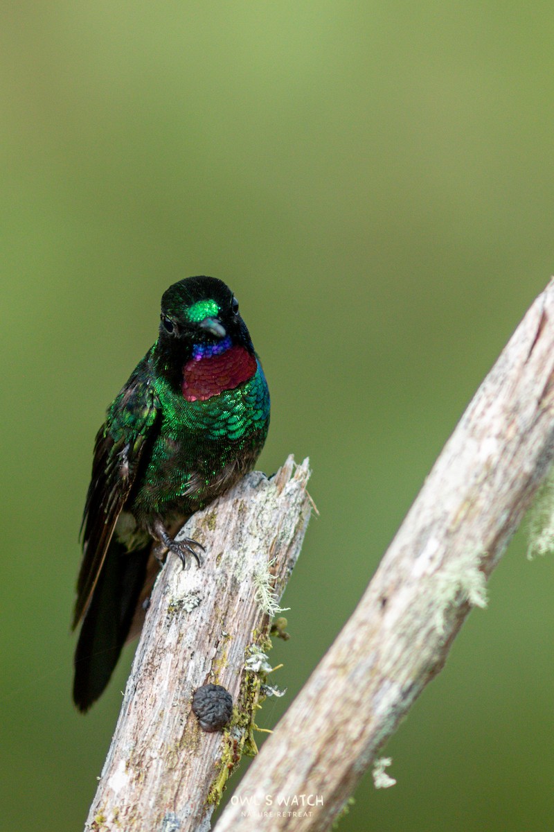 Tourmaline Sunangel - ML450391321