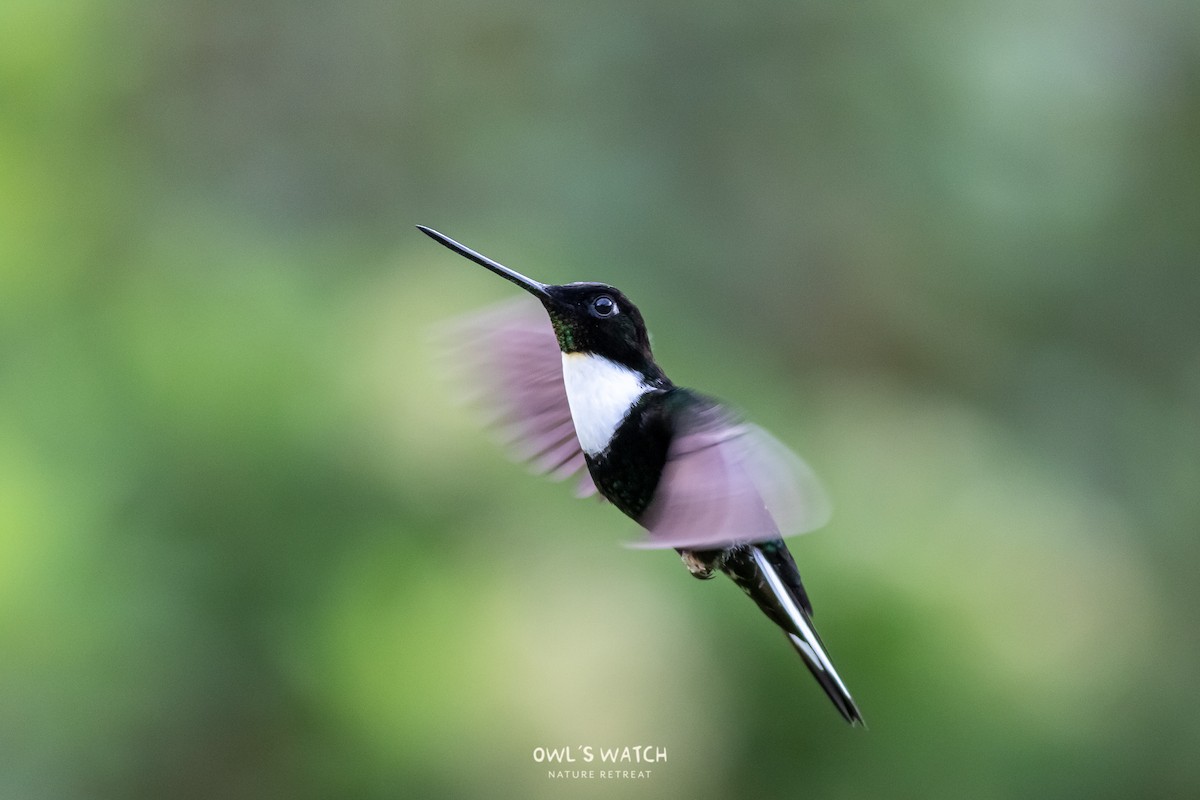 Collared Inca - ML450391401