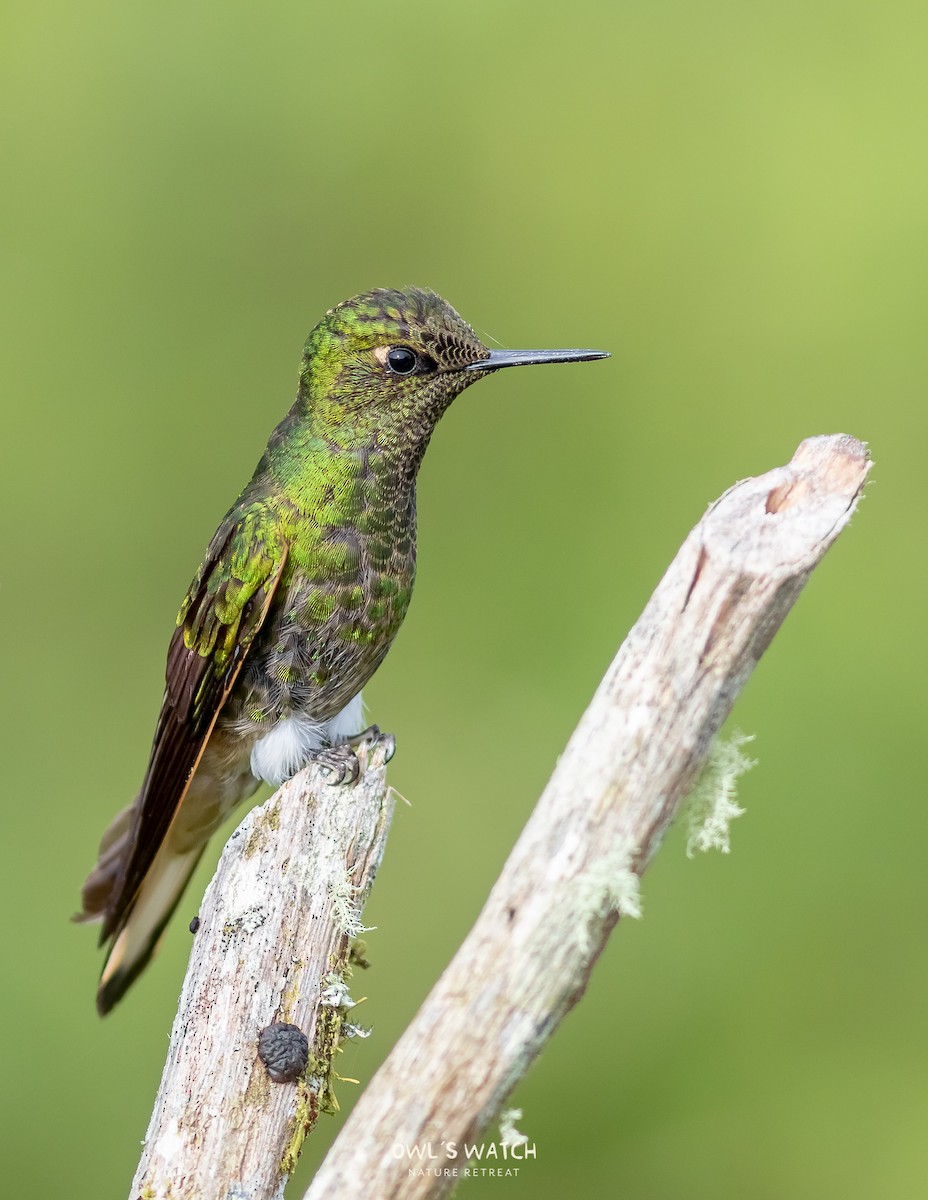 Buff-tailed Coronet - Daniel Avendaño