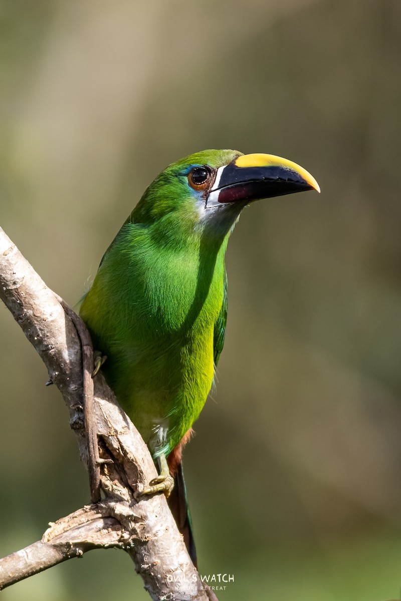 Southern Emerald-Toucanet - ML450391481