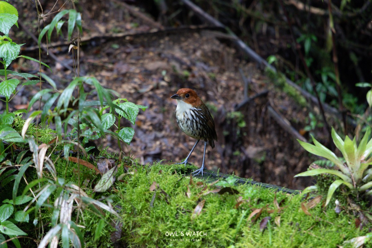 Chestnut-crowned Antpitta - ML450391551