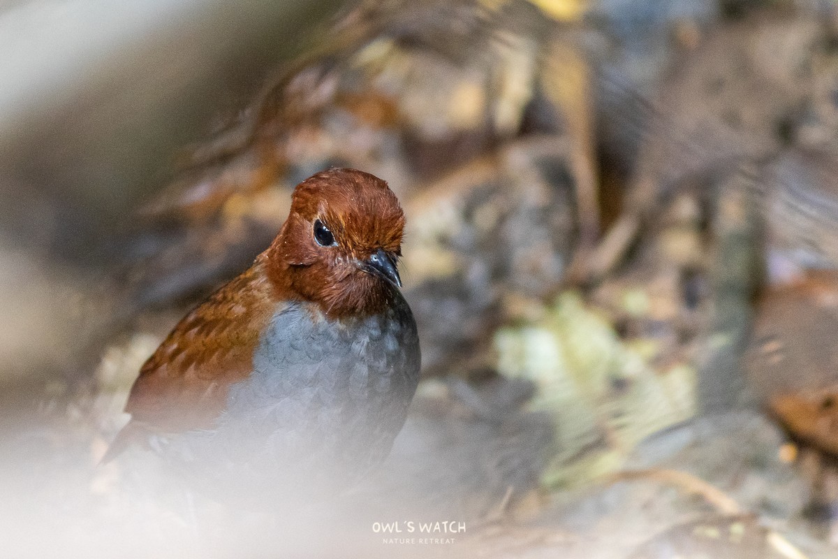 Bicolored Antpitta - ML450391591