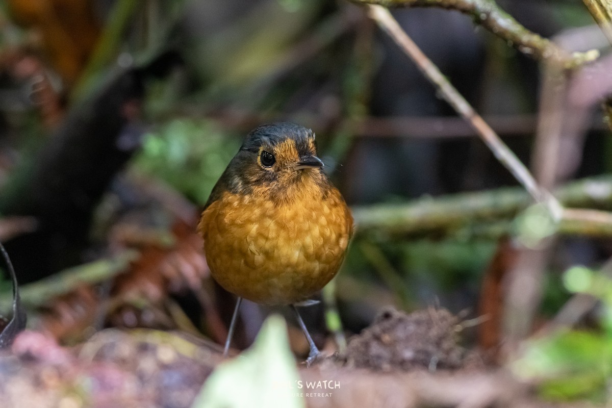 Slate-crowned Antpitta - Daniel Avendaño