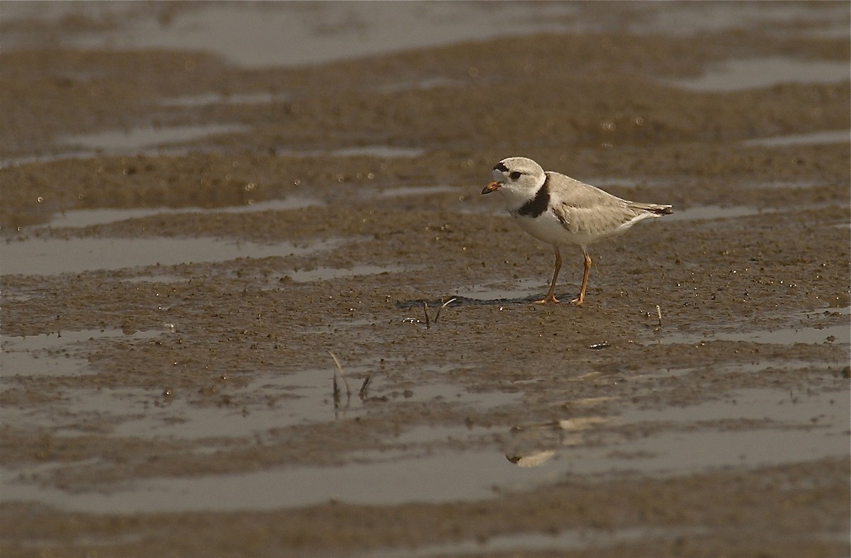 Piping Plover - Tom Amico