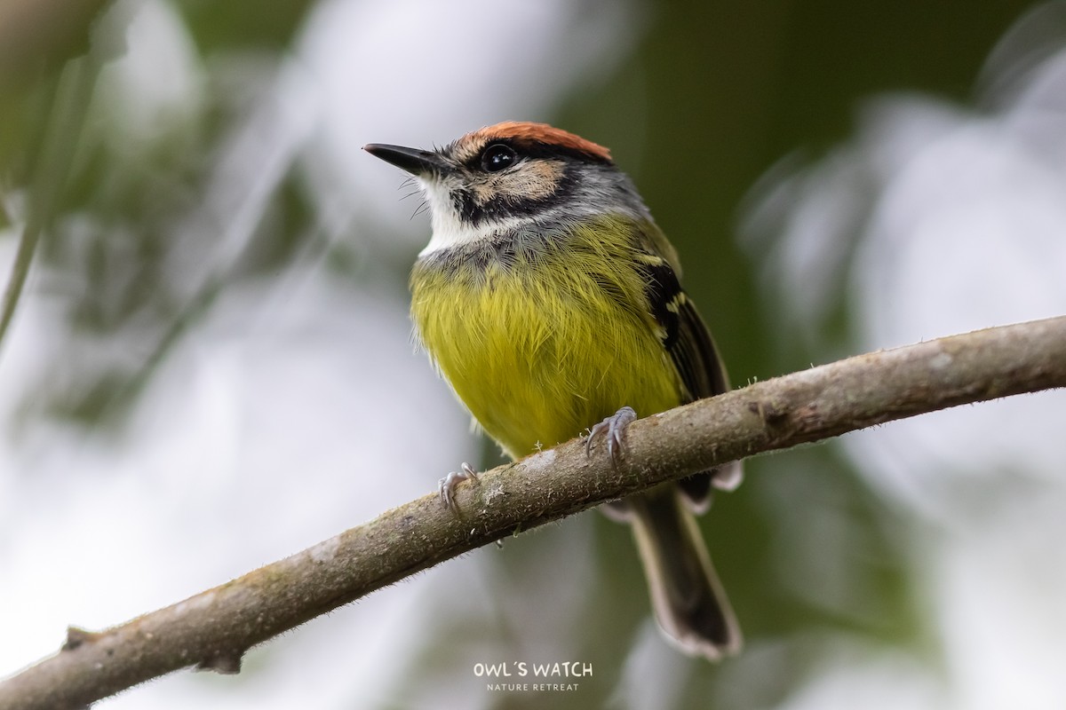 Rufous-crowned Tody-Flycatcher - ML450391781