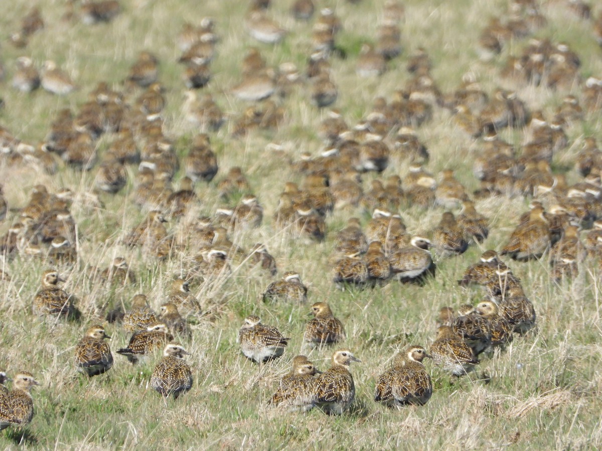 European Golden-Plover - ML450391981