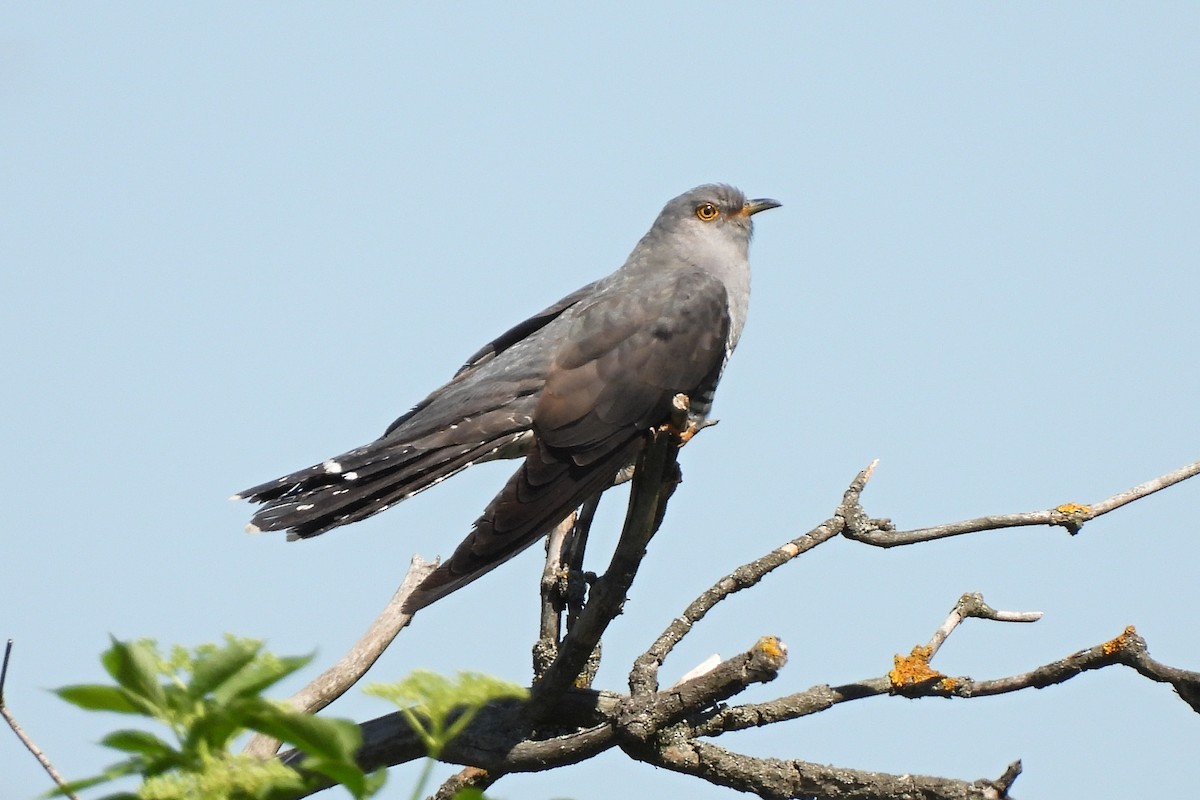 Common Cuckoo - ML450392131