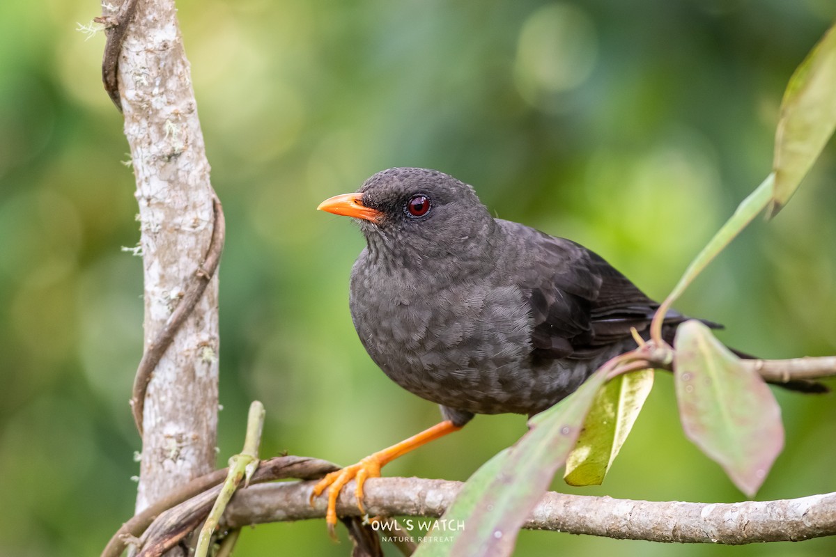 Great Thrush - ML450392151