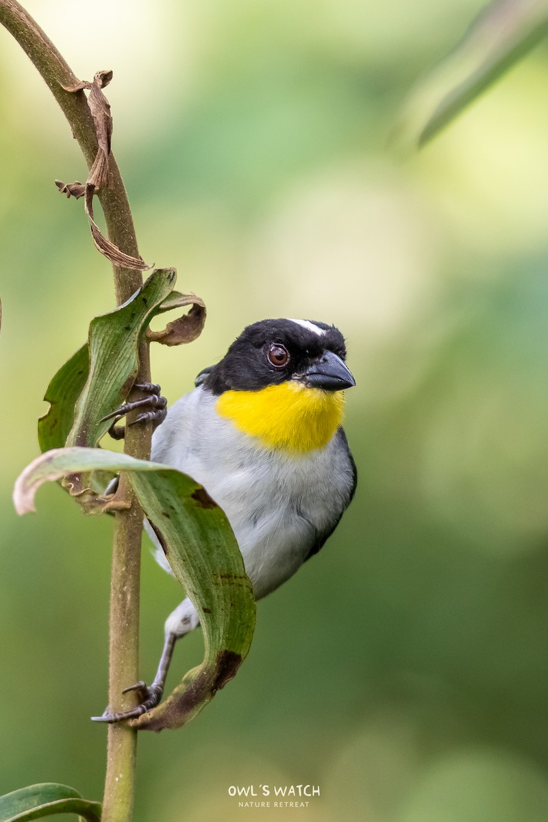 White-naped Brushfinch - ML450392161