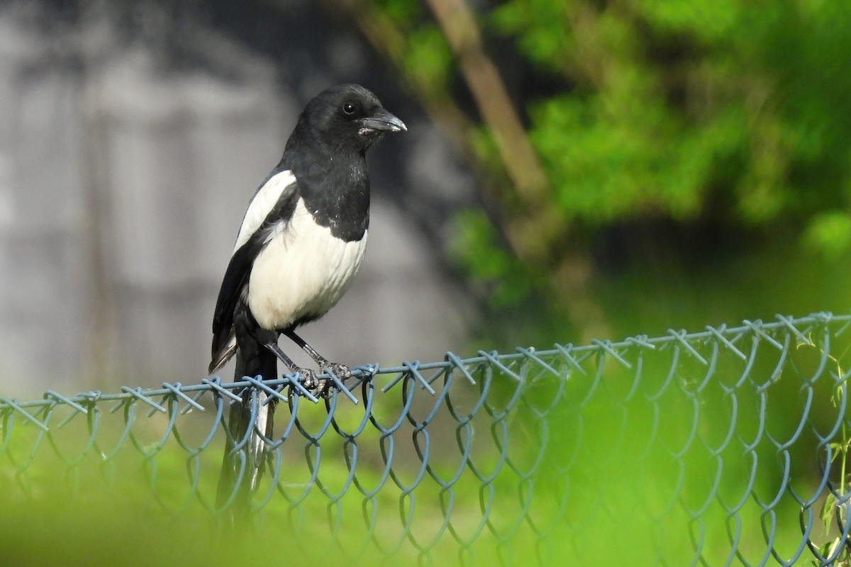 Eurasian Magpie - ML450392281
