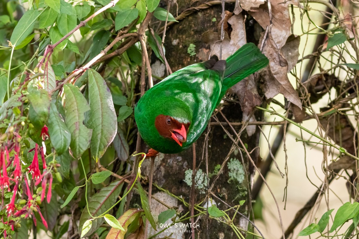 Grass-green Tanager - Daniel Avendaño