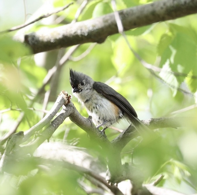 Tufted Titmouse - ML450392361