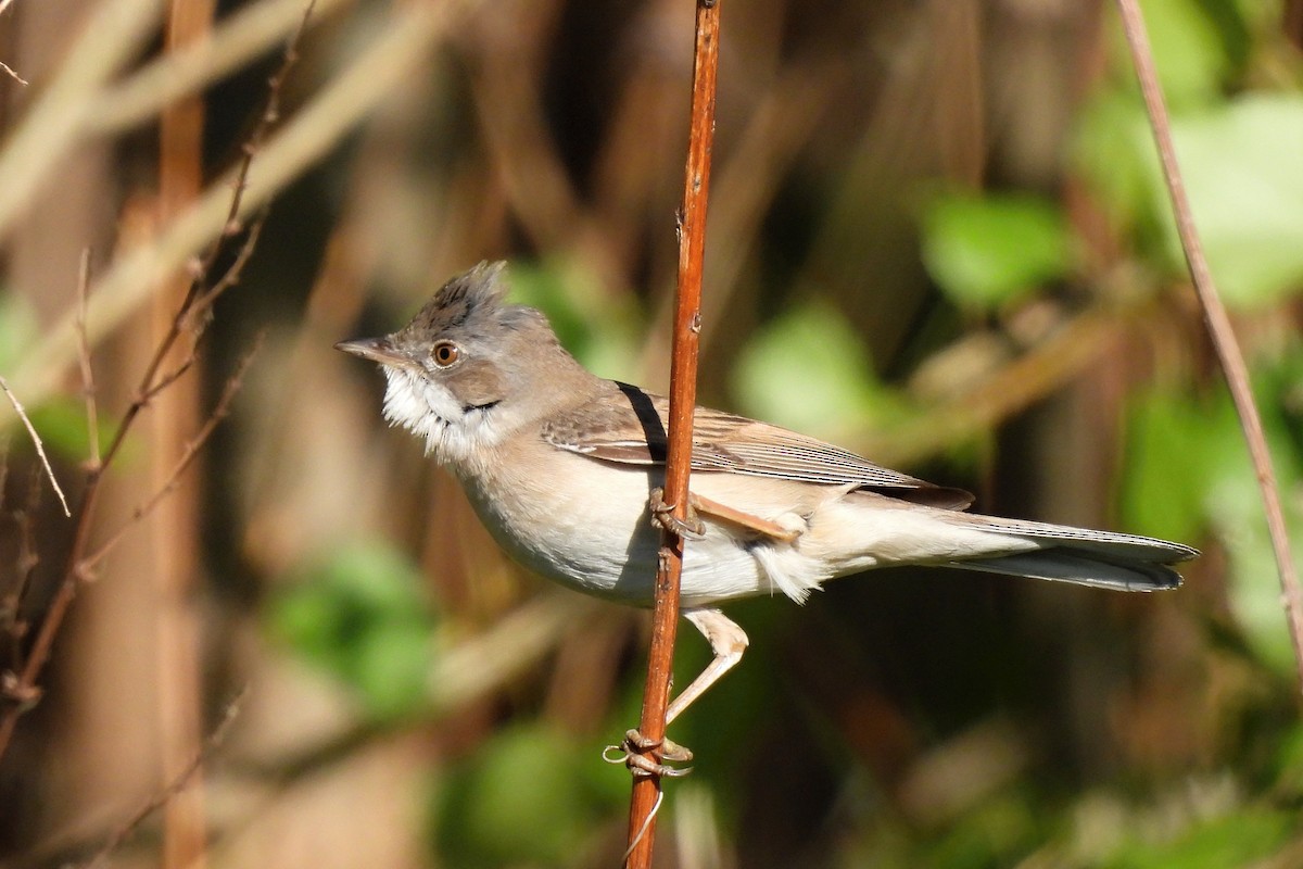 Greater Whitethroat - ML450392681