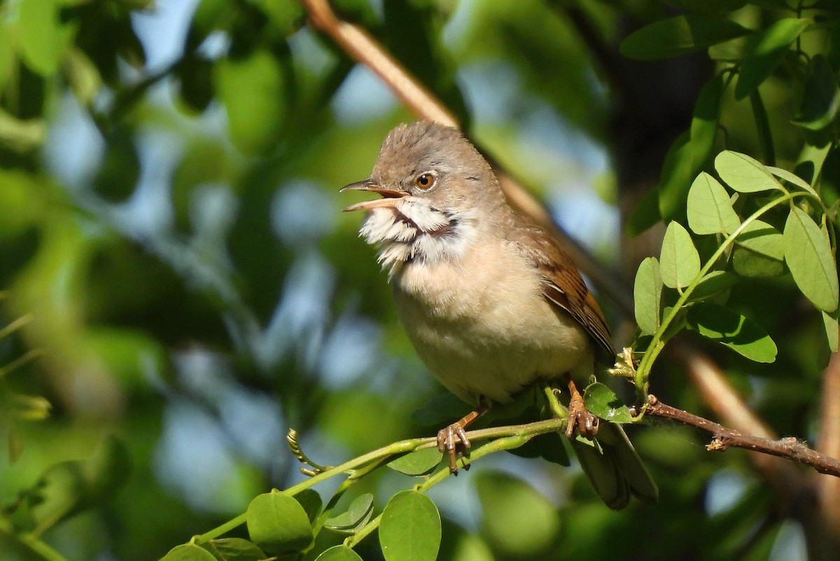 Greater Whitethroat - ML450392771