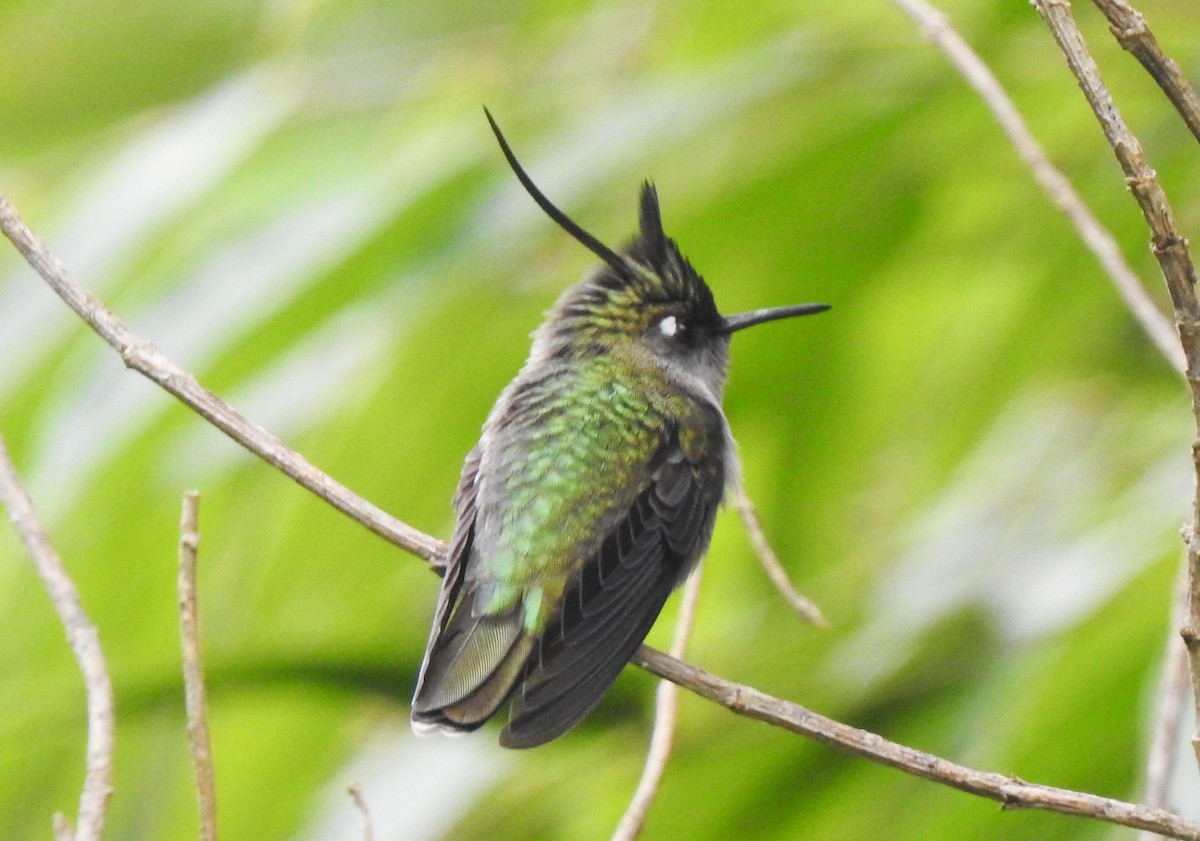 kolibřík paraguayský - ML450392941