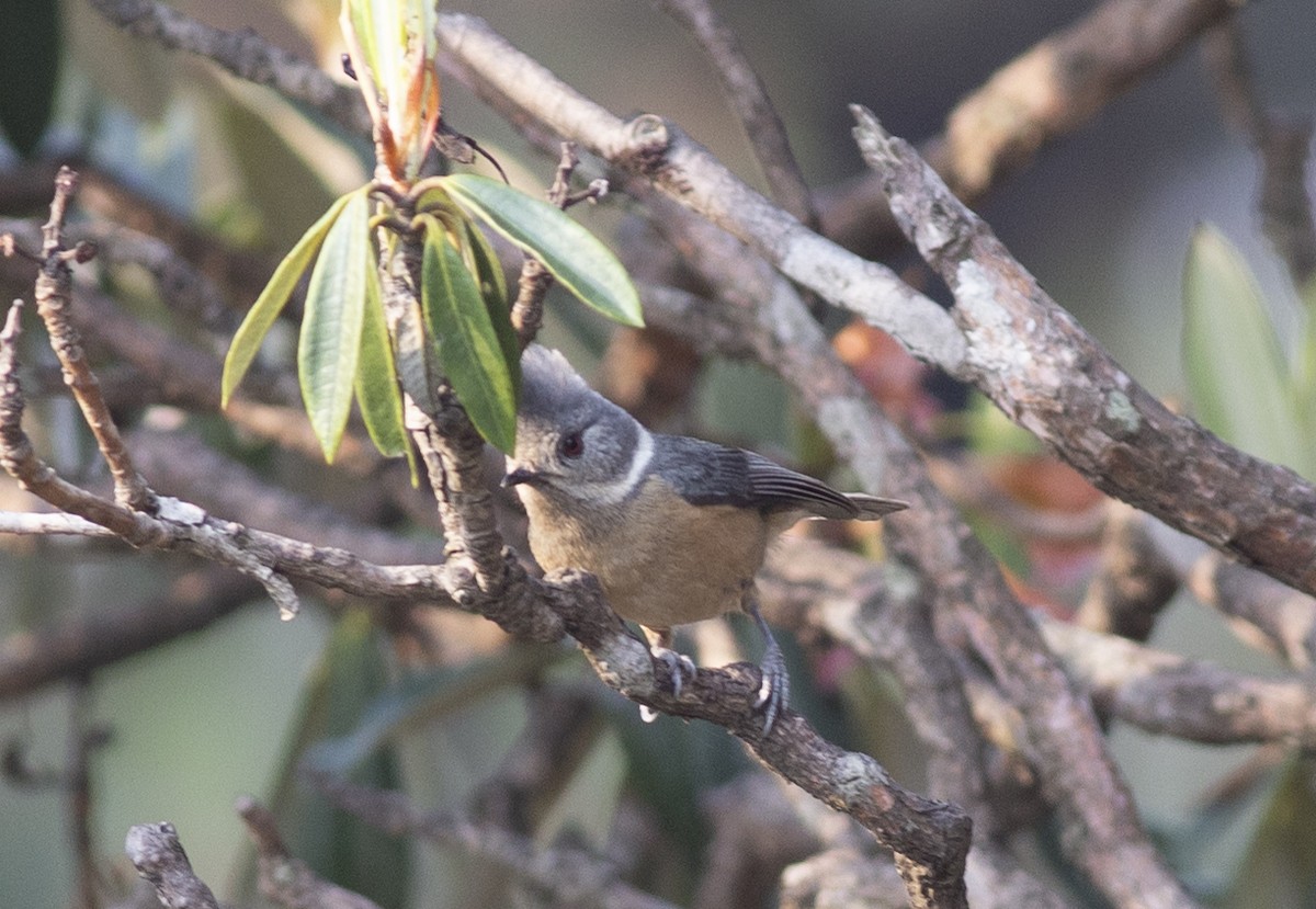 Gray-crested Tit - ML450394101