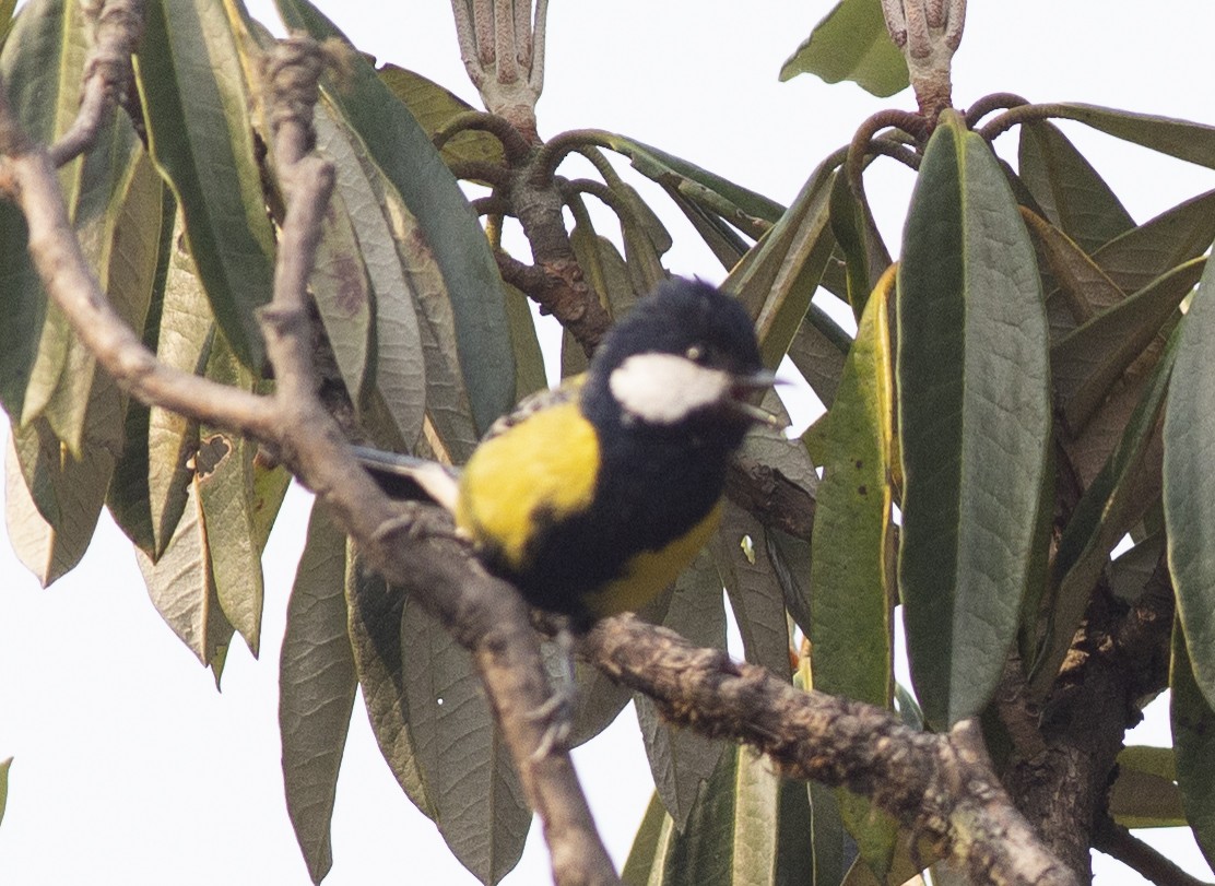 Green-backed Tit - Chandrika Khirani