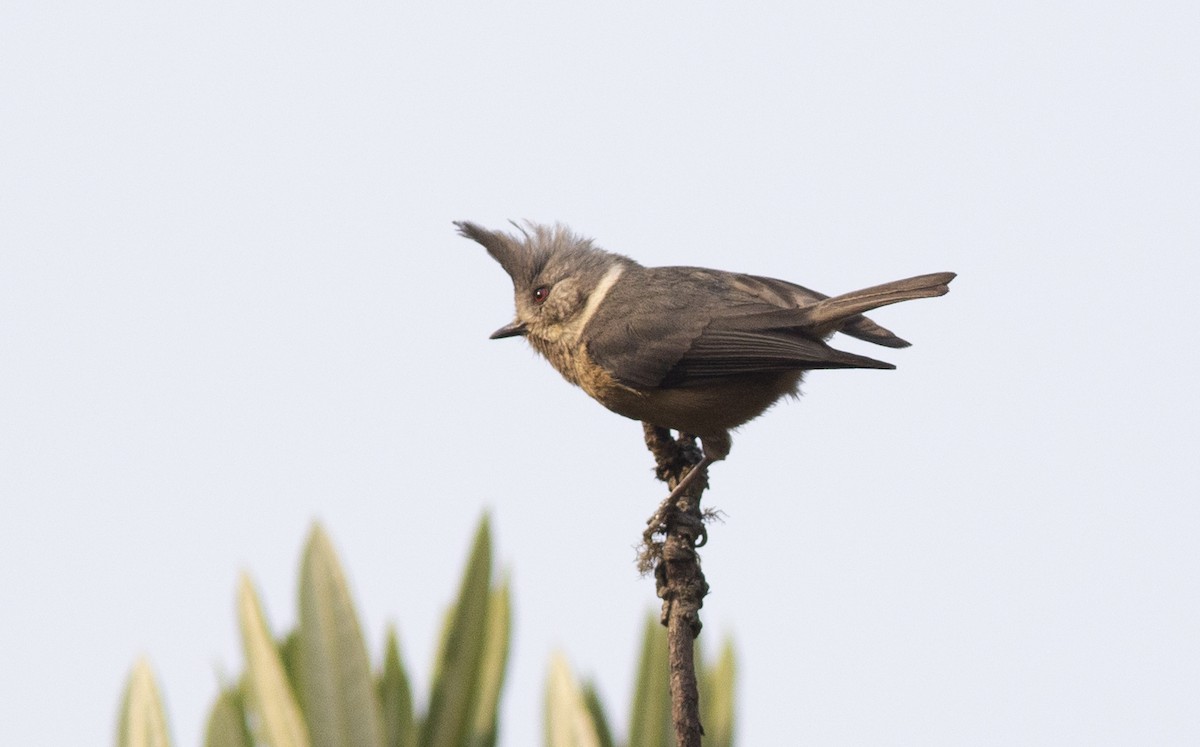 Gray-crested Tit - ML450394541