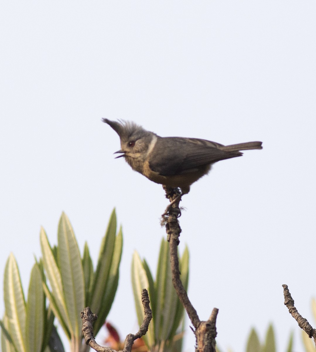 Gray-crested Tit - ML450394561